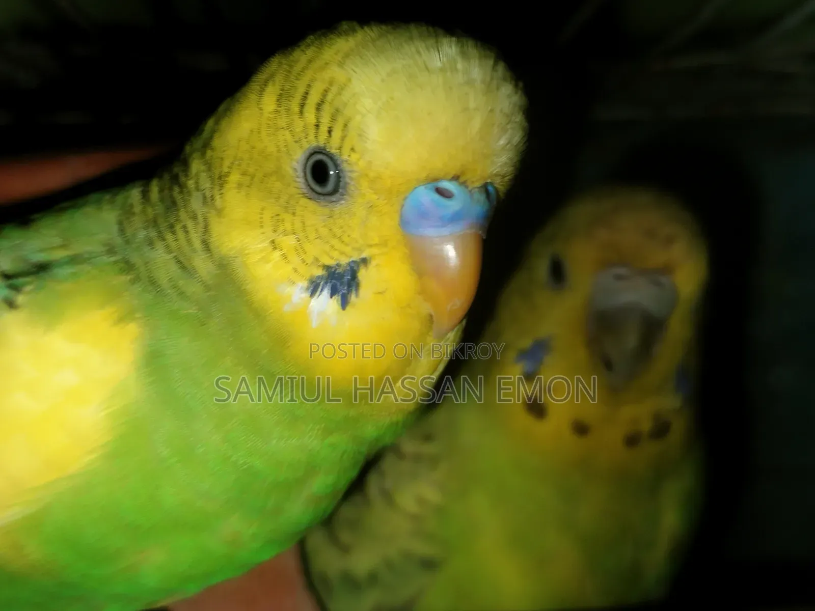 3 Pairs of Running Birds for Sale, 5 Classic and 1 Lutino Red Eye
