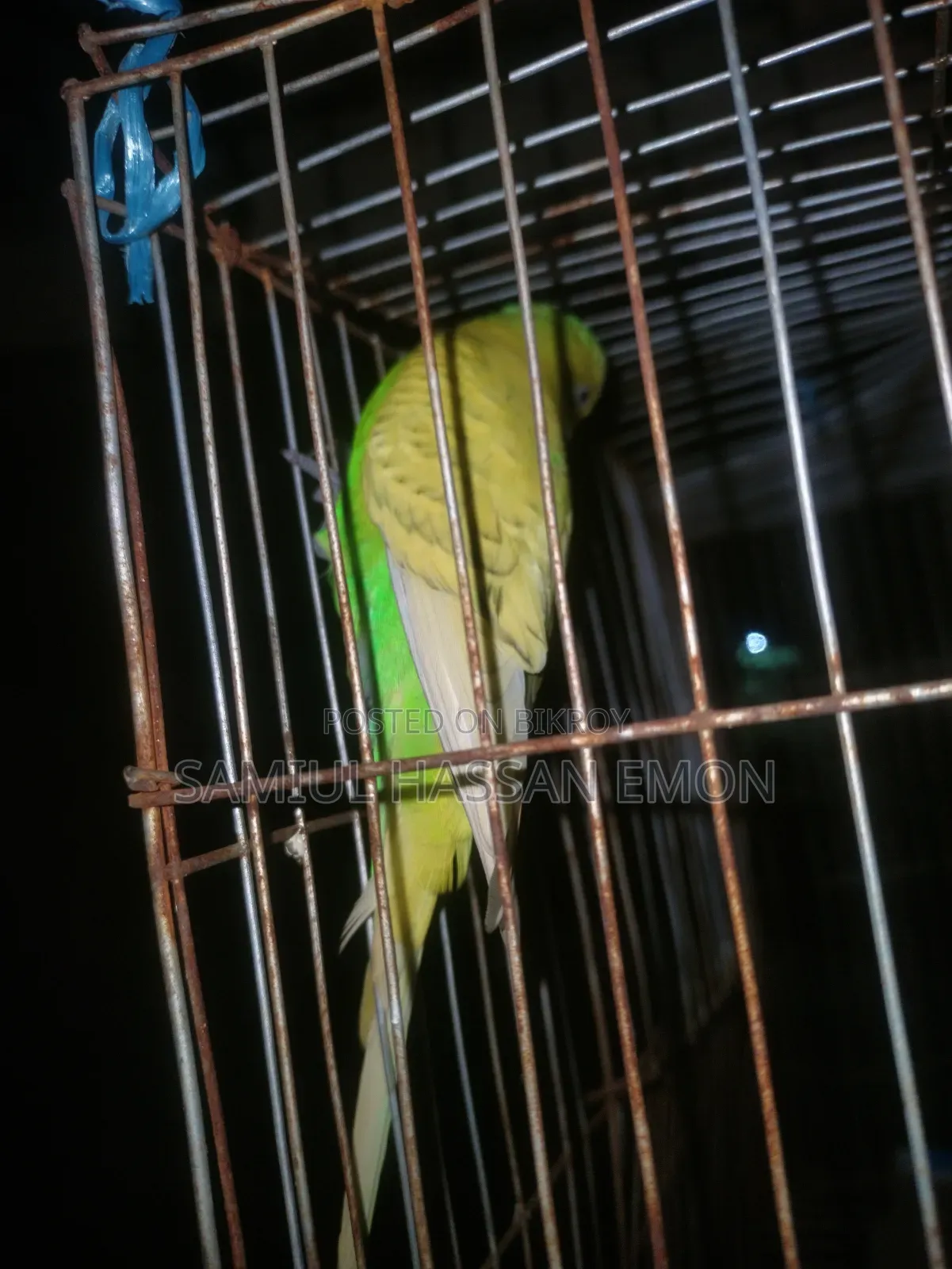 3 Pairs of Running Birds for Sale, 5 Classic and 1 Lutino Red Eye