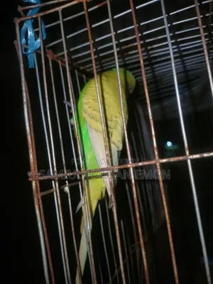 3 Pairs of Running Birds for Sale, 5 Classic and 1 Lutino Red Eye