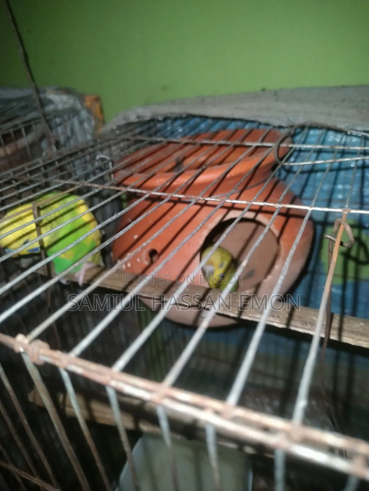 3 Pairs of Running Birds for Sale, 5 Classic and 1 Lutino Red Eye