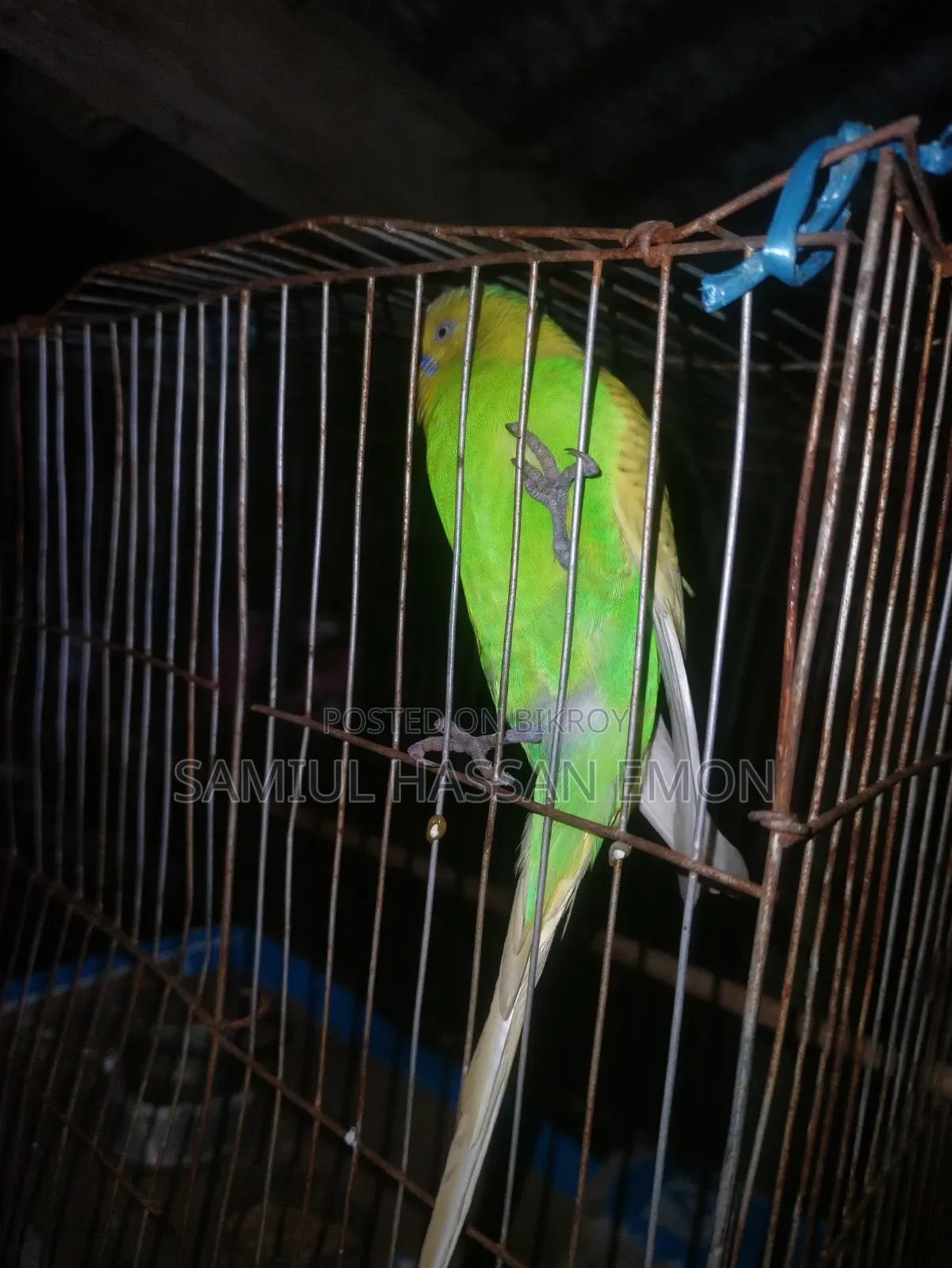 3 Pairs of Running Birds for Sale, 5 Classic and 1 Lutino Red Eye