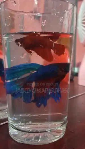 Blue Red Betta Fish (Healthy Active)