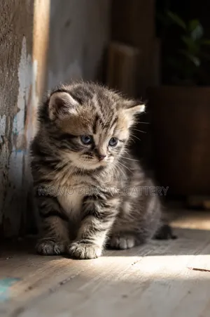 0-1 Month Male Purebred Persian