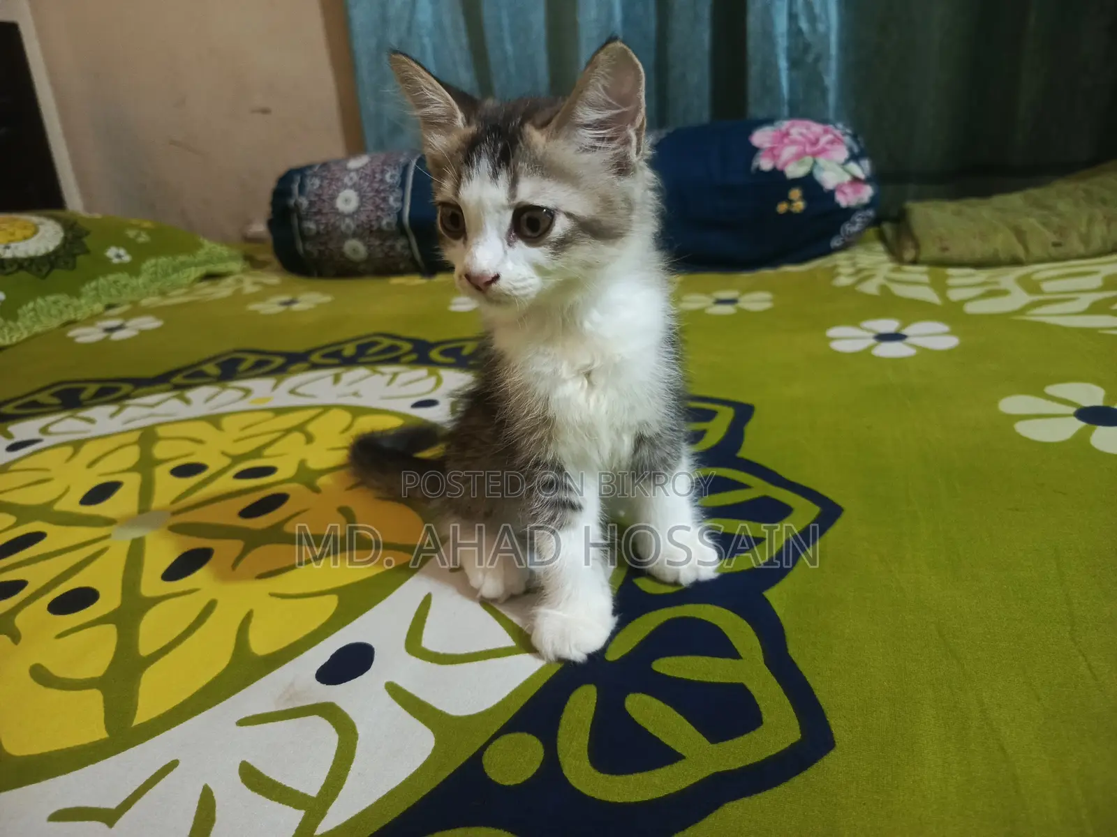 1-3 Months Female Mixed Breed Persian