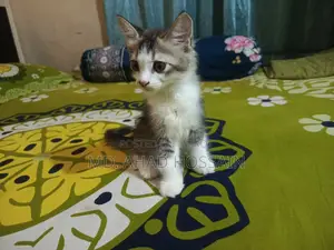 1-3 Months Female Mixed Breed Persian