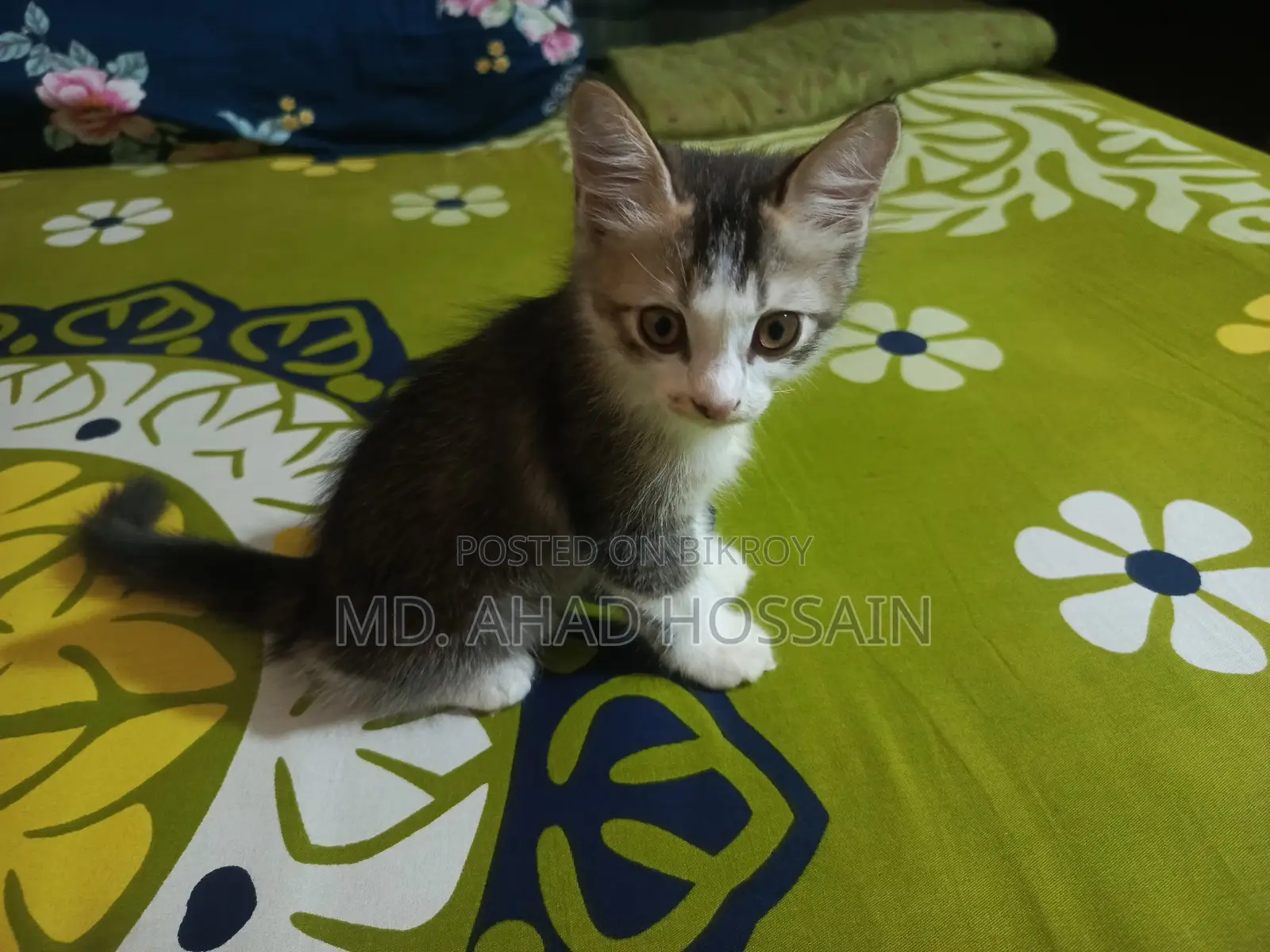1-3 Months Female Mixed Breed Persian