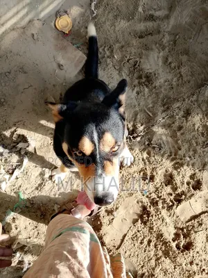 1+ Year Female Mixed Breed Dog