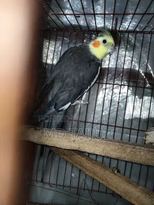 ককাটেল মেল