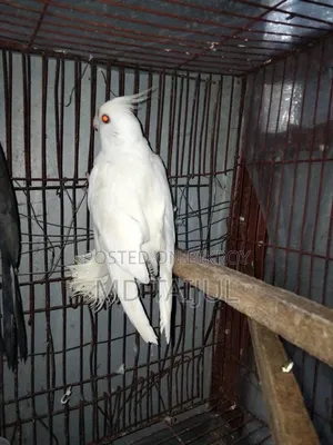 Cockatiel Male