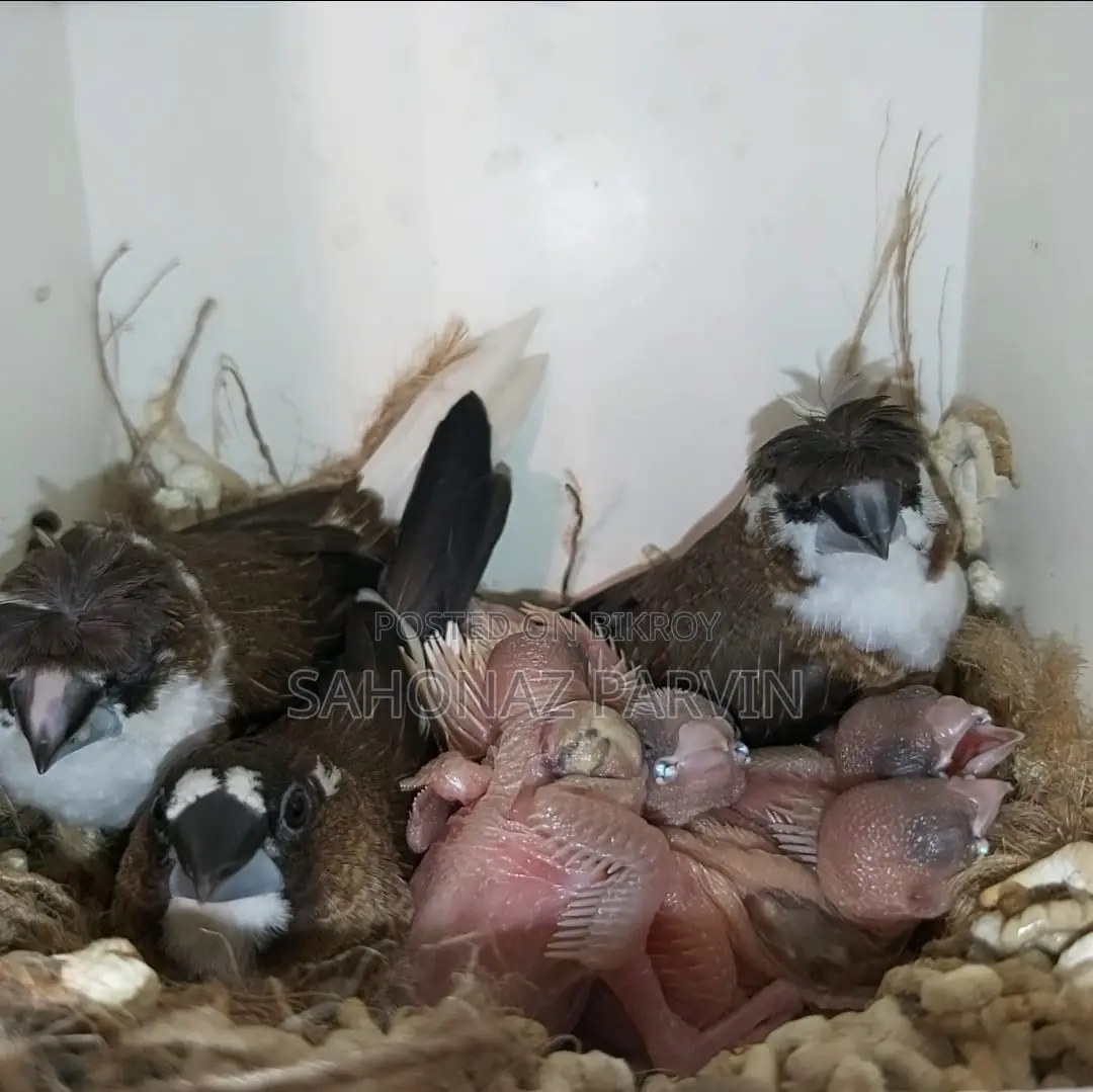 Bengali Bird (Foster Pair)