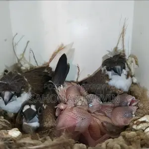 বেঙ্গলি বার্ড (ফস্টার পেয়ার)