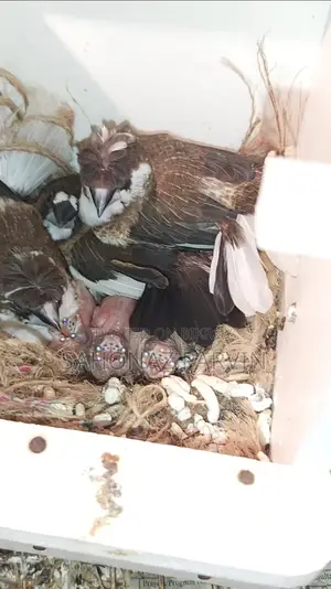 Bengali Bird (Foster Pair)