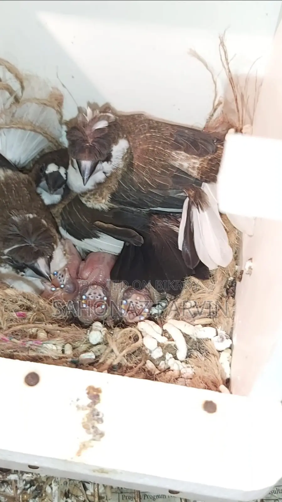 Bengali Bird (Foster Pair)