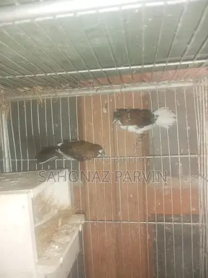 Bengali Bird (Foster Pair)