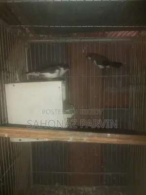 Bengali Bird (Foster Pair)