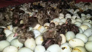 Collect ducklings just hatched from eggs