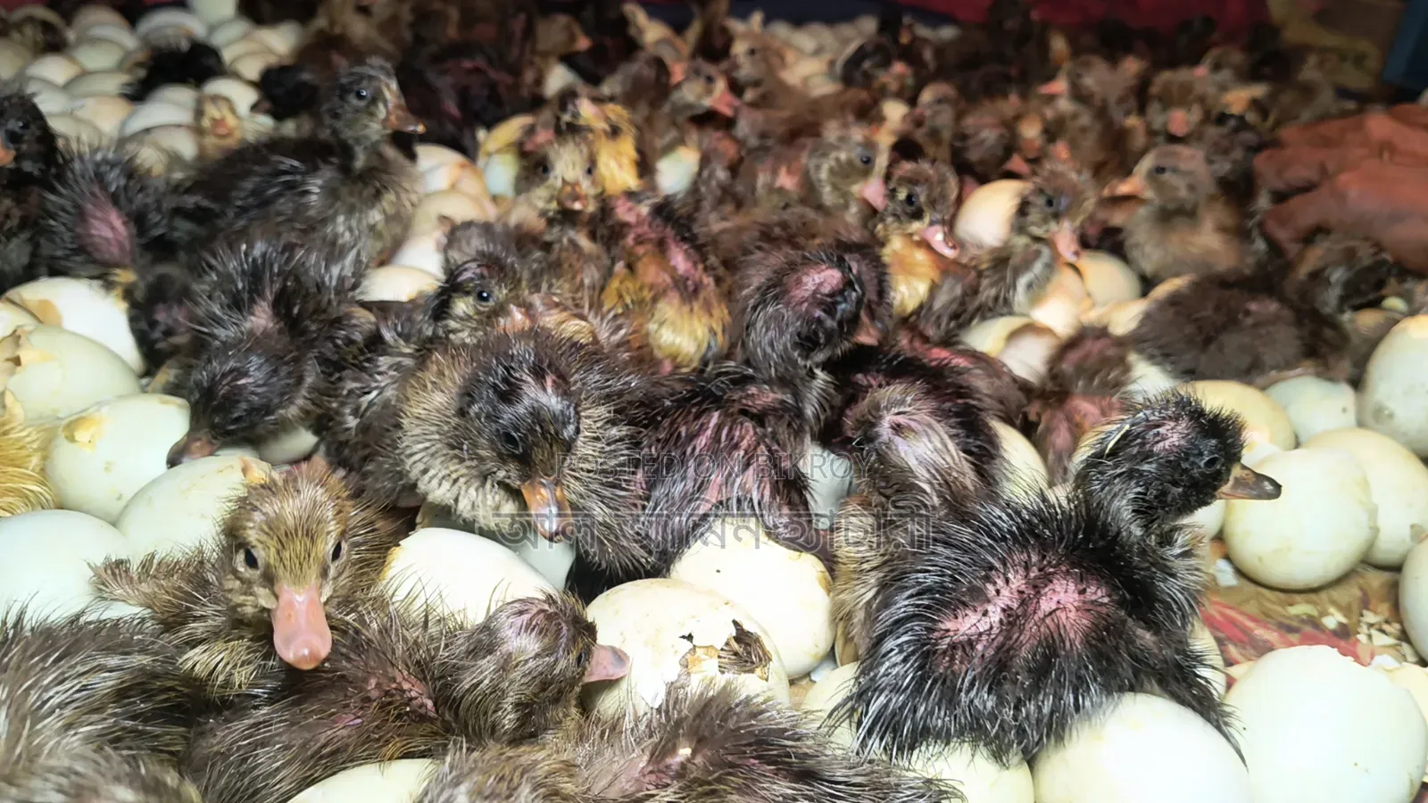 Collect ducklings just hatched from eggs