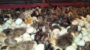 Collect ducklings just hatched from eggs