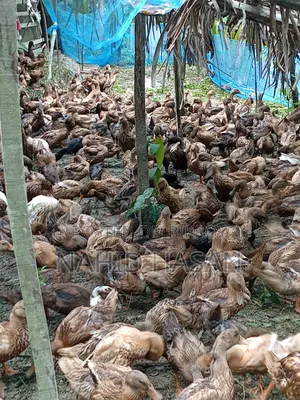 রানার ক্যাম্বেল হাঁস