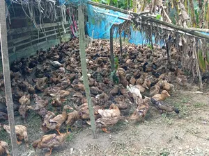 রানার ক্যাম্বেল হাঁস