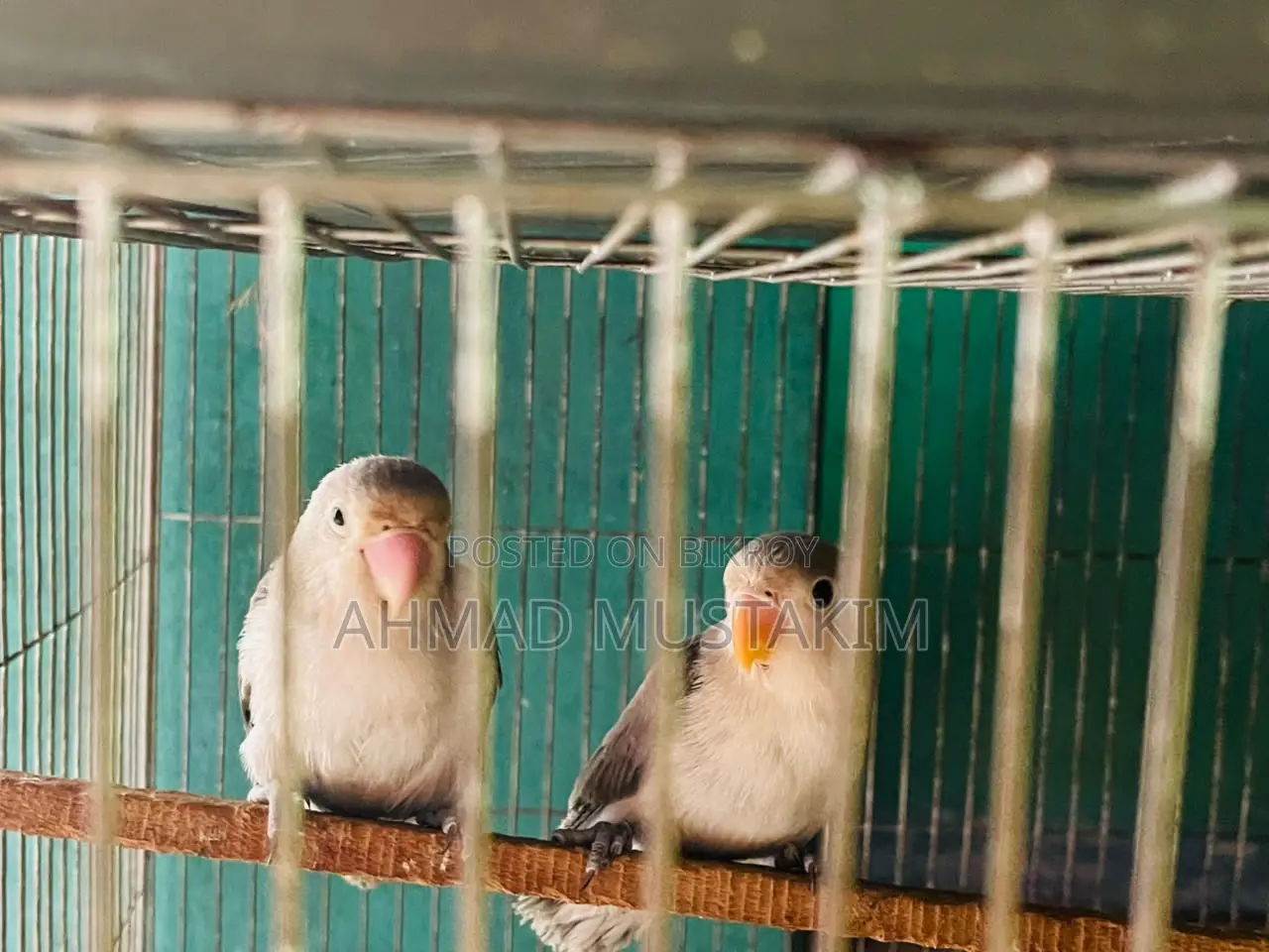 A pair of Love Birds