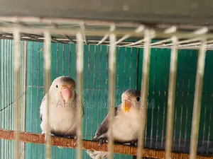 A pair of Love Birds