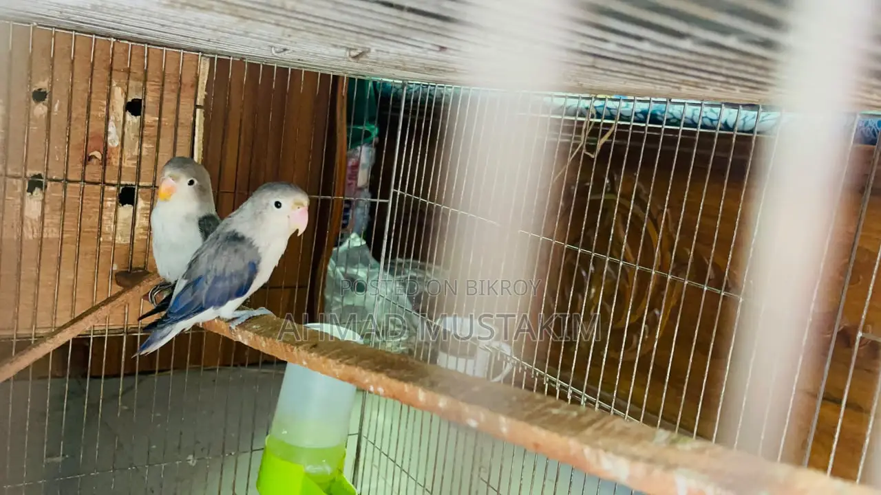 A pair of Love Birds