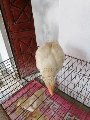 ৩ টি ব্রয়লার মুরগি বিক্রি হবে
