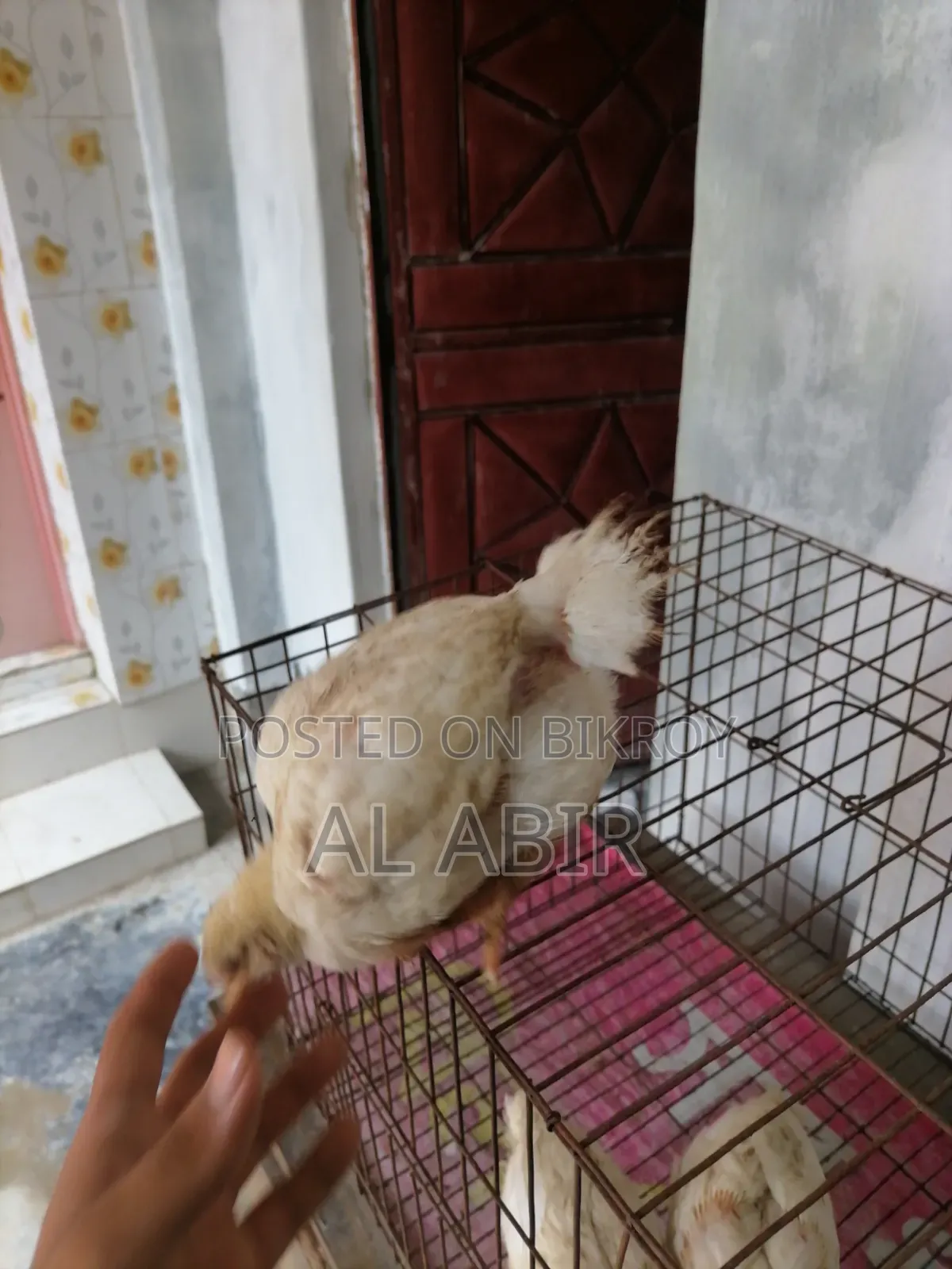 ৩ টি ব্রয়লার মুরগি বিক্রি হবে