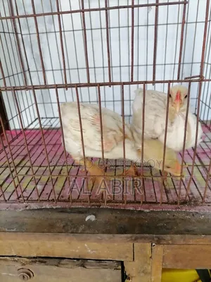 ৩ টি ব্রয়লার মুরগি বিক্রি হবে