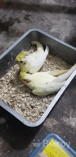 টেম সাইজ বেবি