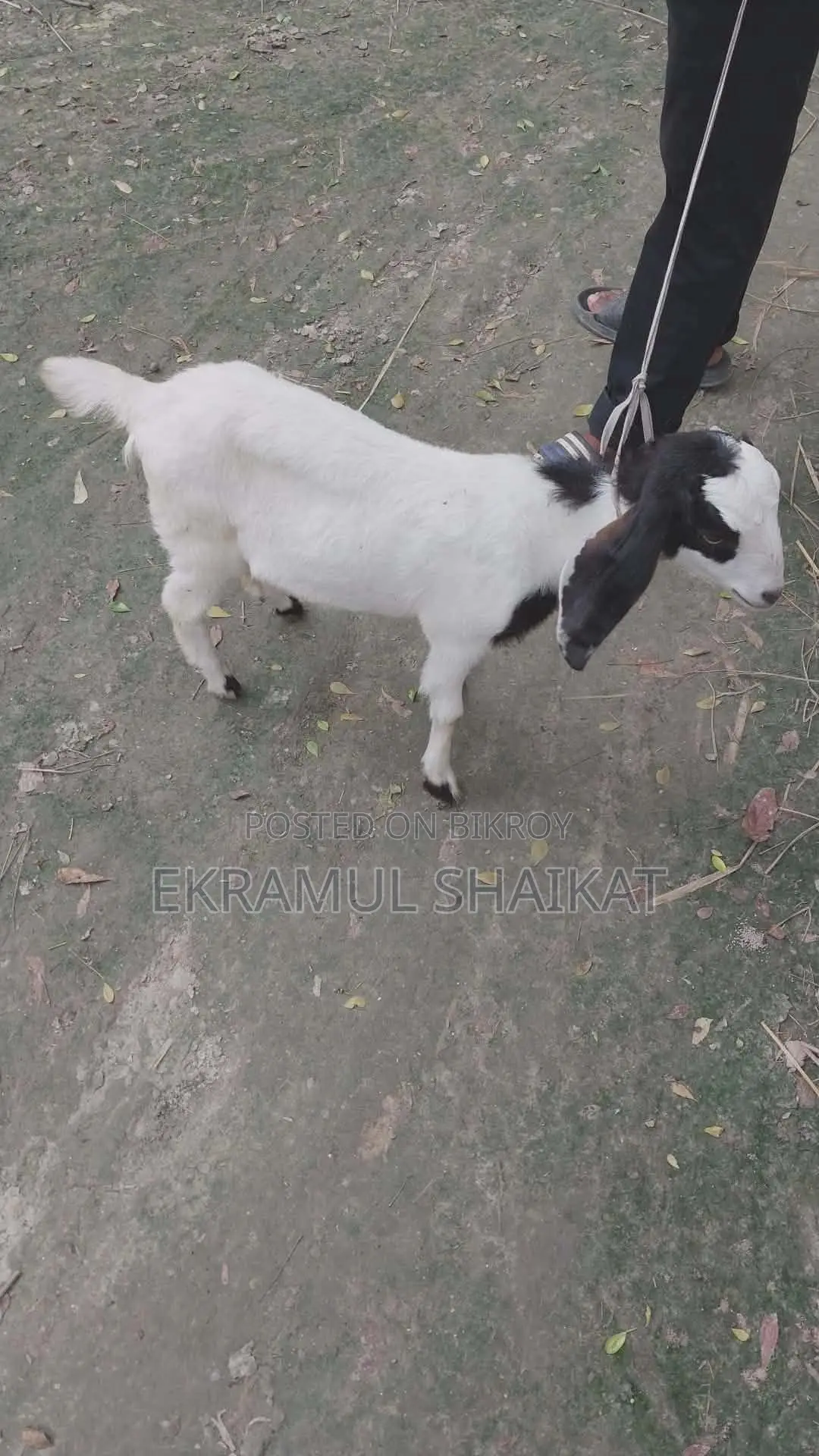 ছাগলের বাচ্চা