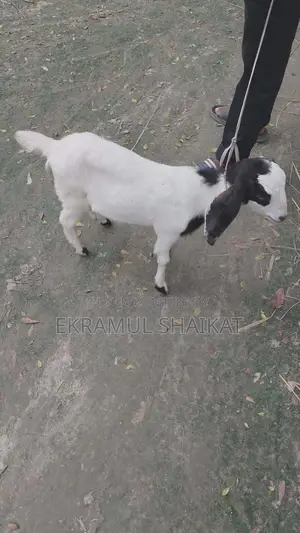 ছাগলের বাচ্চা