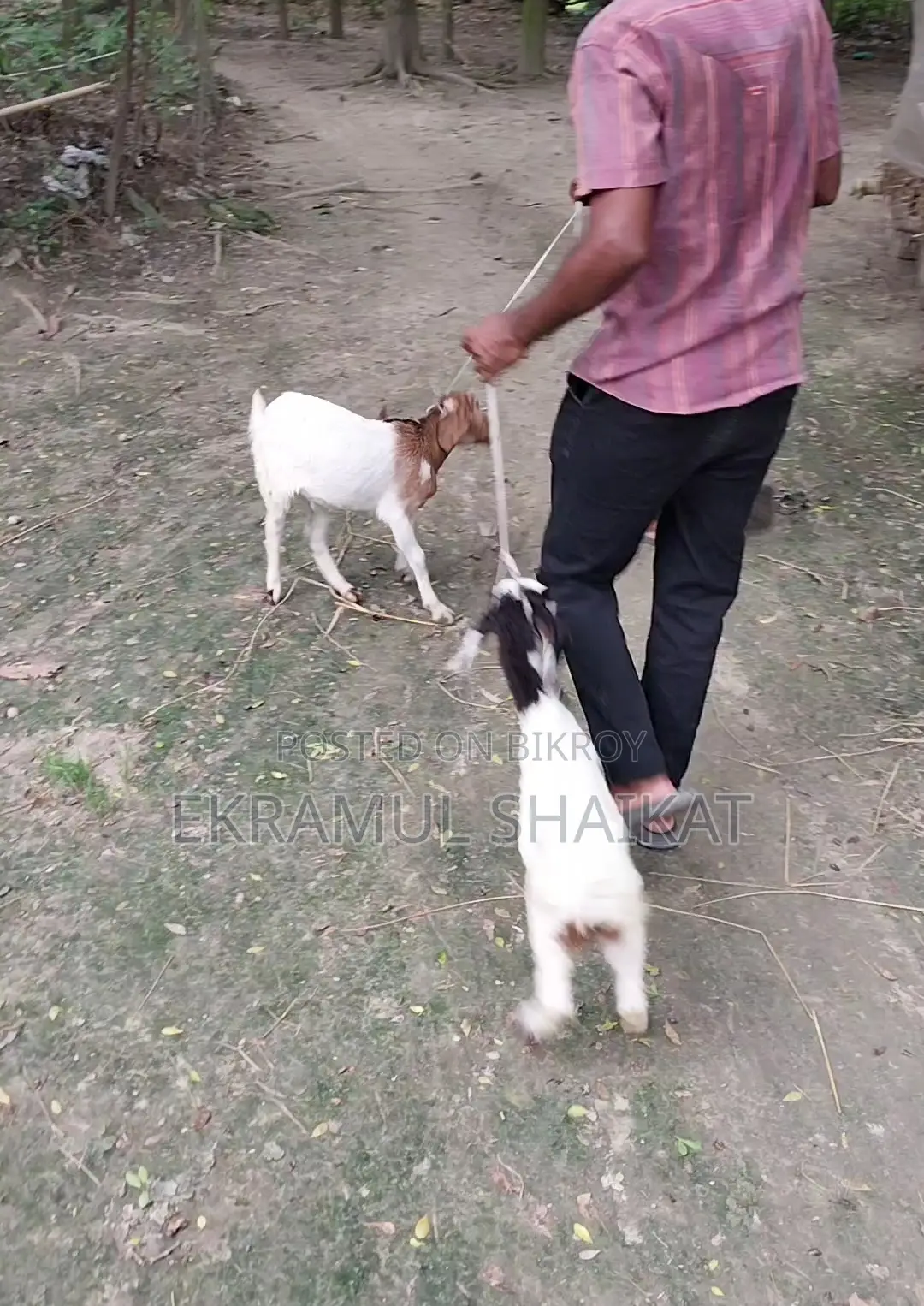 ছাগলের বাচ্চা