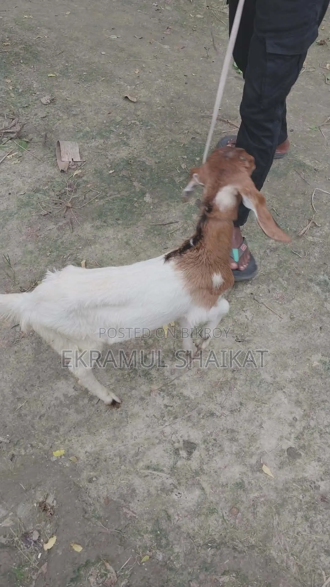 ছাগলের বাচ্চা