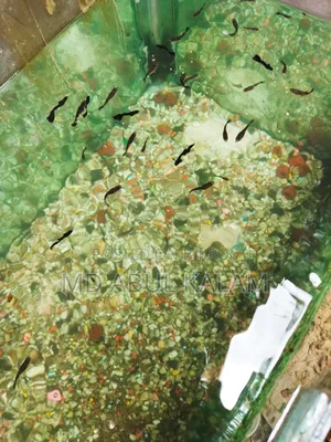 Black Moscow Guppy