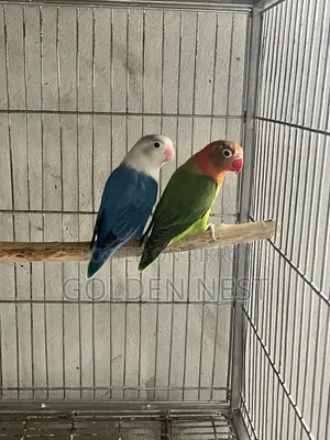 Love birds urgent sale