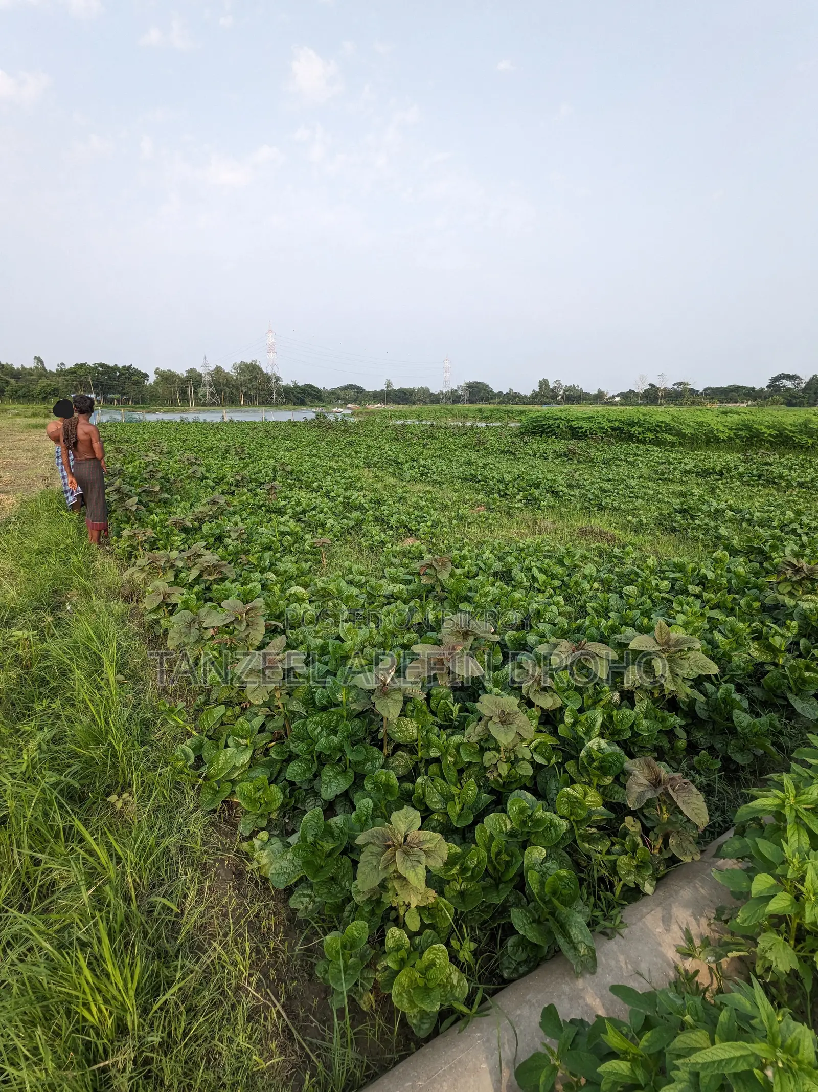 সিরাজদিখান, মুন্সিগঞ্জ; ৩২২ শতাংশ পৈতৃক জমি ৫টি পর্চায় বিক্রয় হবে!