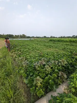 সিরাজদিখান, মুন্সিগঞ্জ; ৩২২ শতাংশ পৈতৃক জমি ৫টি পর্চায় বিক্রয় হবে!