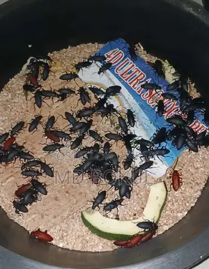 মা বিটল পোকা বিক্রি