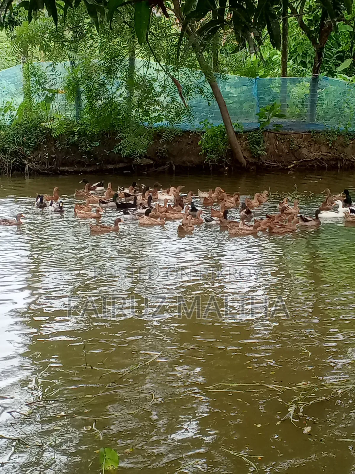 New Egg-laying Campbell Ducks