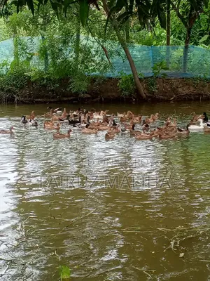 নতুন ডিম পারা ক্যাম্বেল হাঁস