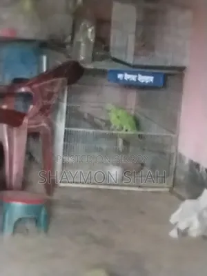 টিয়ার জোড়া