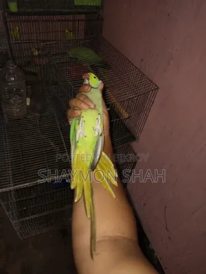 টিয়ার জোড়া