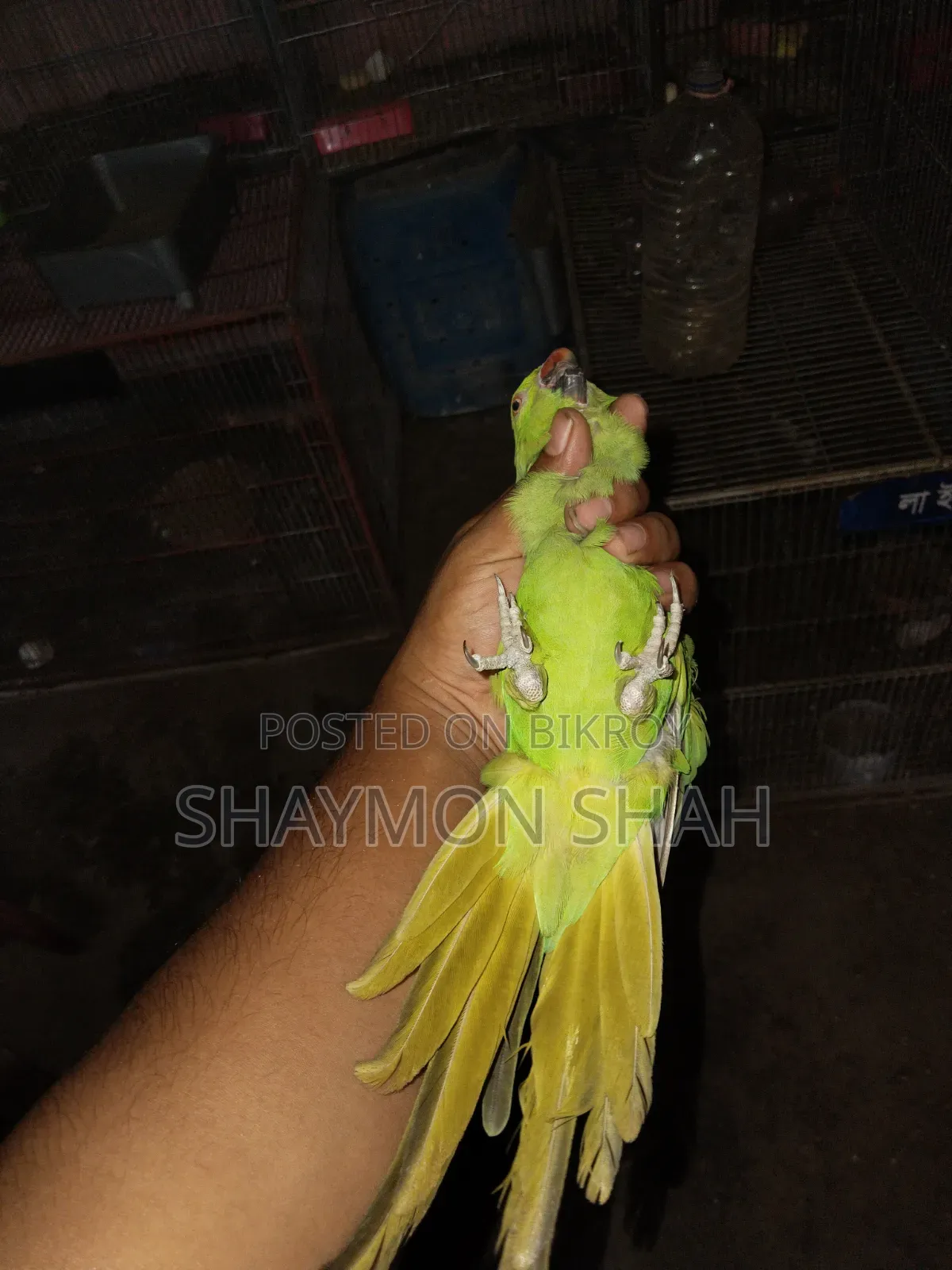 টিয়ার জোড়া