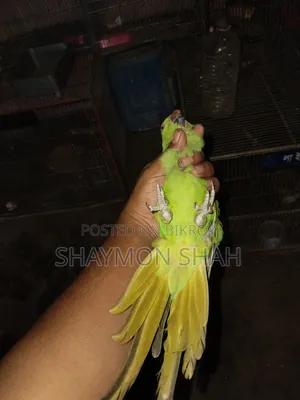টিয়ার জোড়া