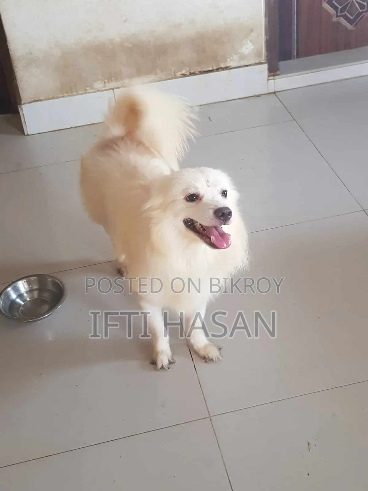 3-6 Months Male Purebred Japanese Spitz