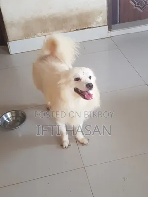 3-6 Months Male Purebred Japanese Spitz