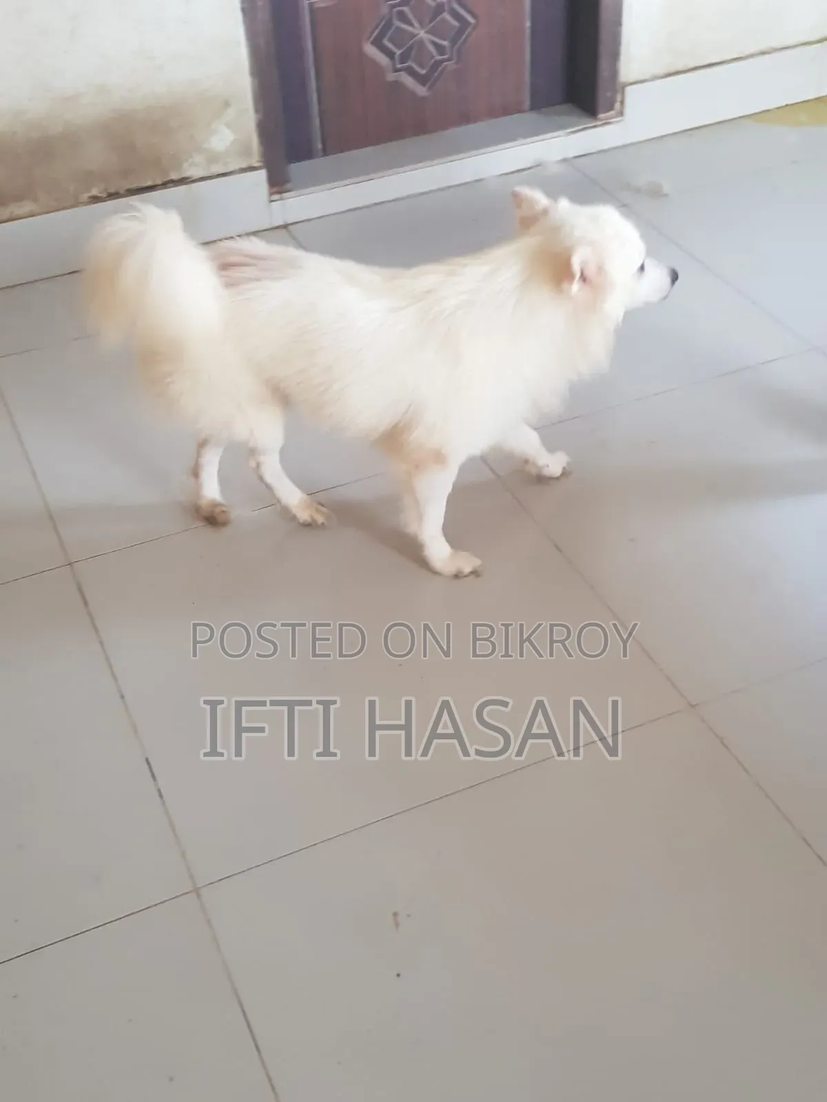3-6 Months Male Purebred Japanese Spitz