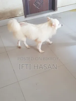 3-6 Months Male Purebred Japanese Spitz